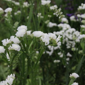 Statice - White