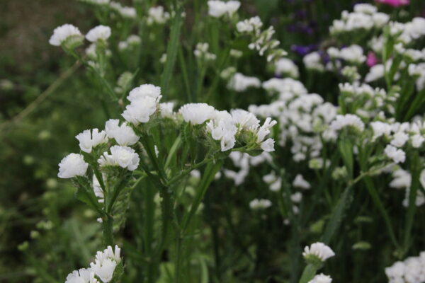 Statice - White