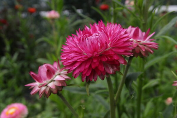 Strawflowers - Pink Shades (Fresh) - Image 2