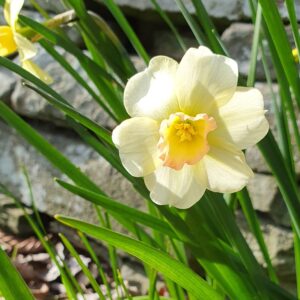 Scented Narcissus - Bell Song