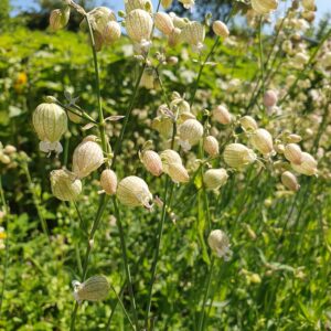 Silene 'Blushing Lanterns'
