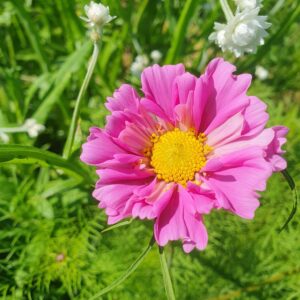 Cosmos - Double Dutch Rose