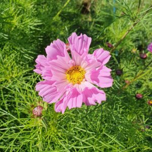 Cosmos - Pink Shades
