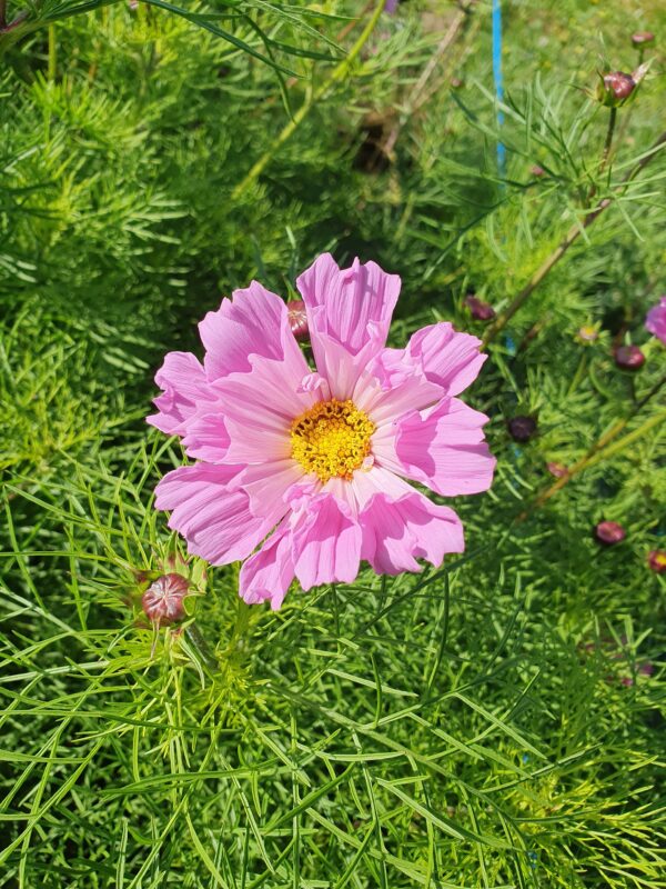 Cosmos - Pink Shades