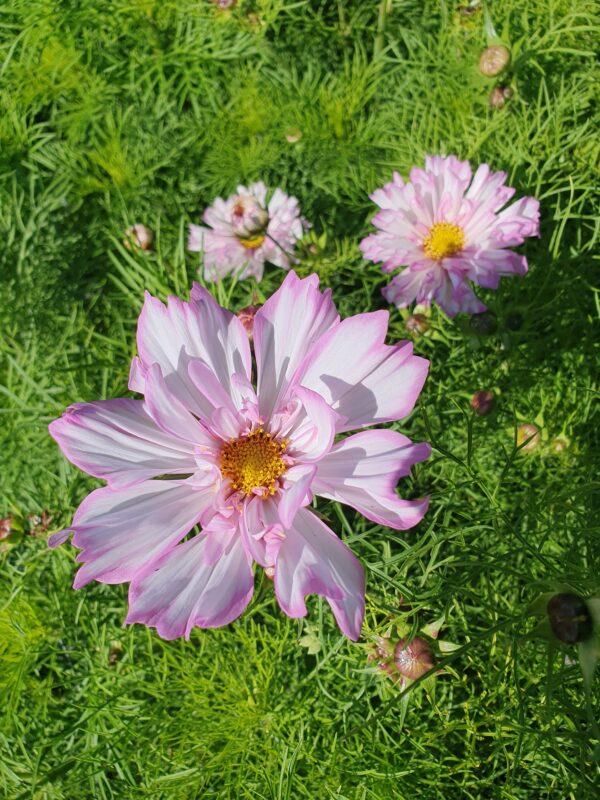 Cosmos - Pink Shades - Image 2