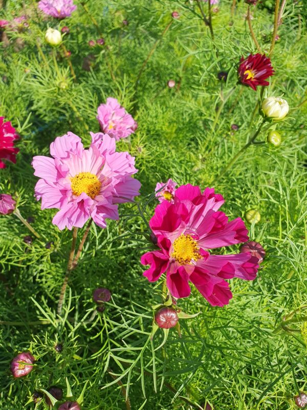 Cosmos - Pink Shades - Image 3