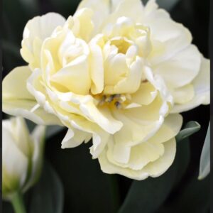 Double Tulip - Avant Guarde