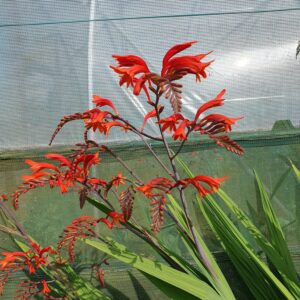 Crocosmia Lucifer
