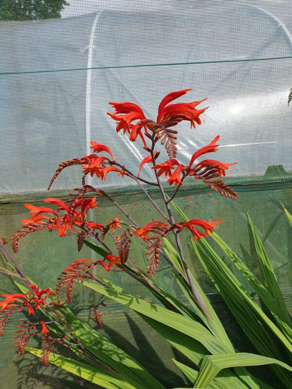 Crocosmia Lucifer