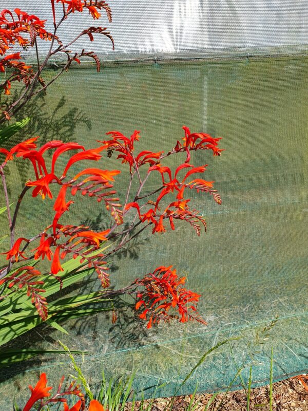 Crocosmia Lucifer - Image 2