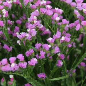 Statice - Lavender