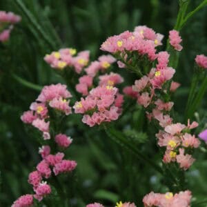 Statice - Apricot Shades