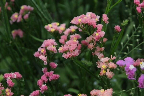Statice - Apricot Shades