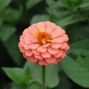 Zinnia - Oklahoma Salmon