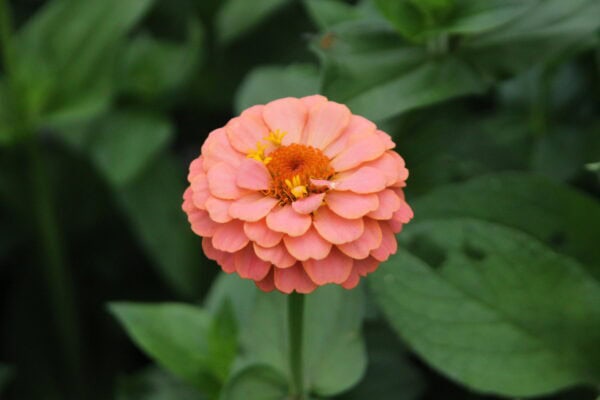 Zinnia - Oklahoma Salmon