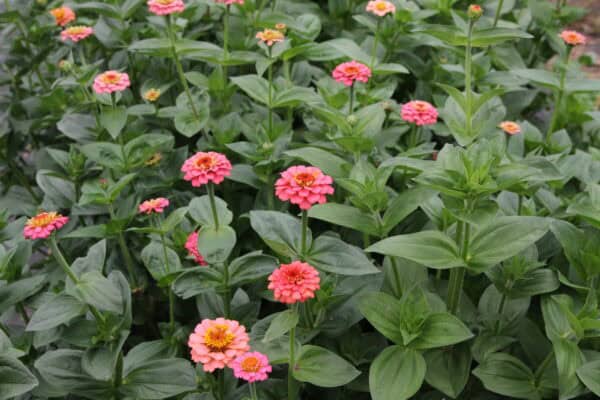 Zinnia - Oklahoma Salmon - Image 2
