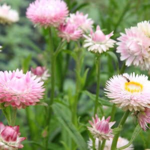 Strawflowers - Pink Shades (Fresh)
