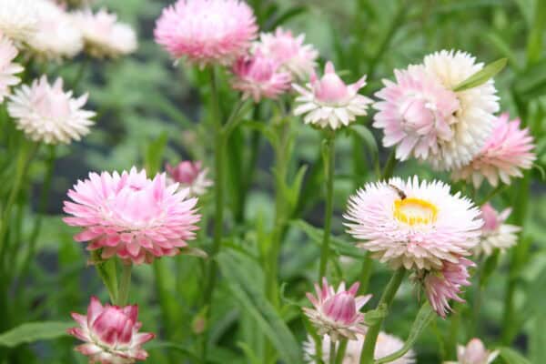 Strawflowers - Pink Shades (Fresh)