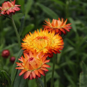 Strawflowers - Copper/Red Mix (Fresh)