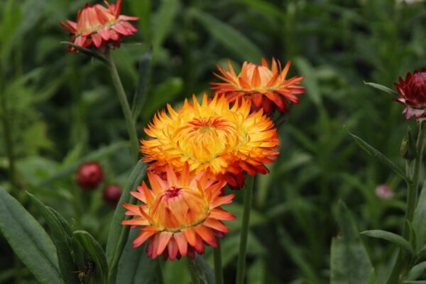 Strawflowers - Copper/Red Mix (Fresh)