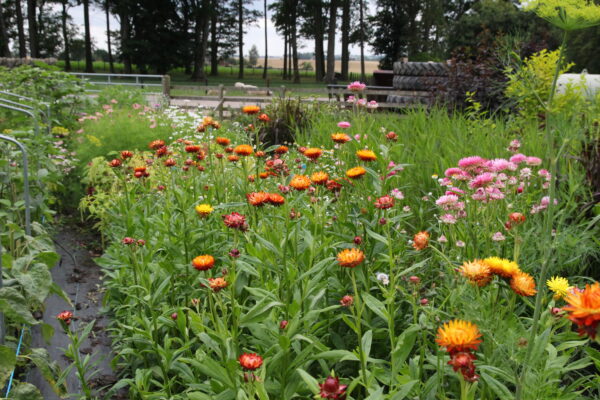 Strawflowers - Copper/Red Mix (Fresh) - Image 2