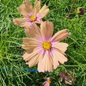 Cosmos - Apricotta