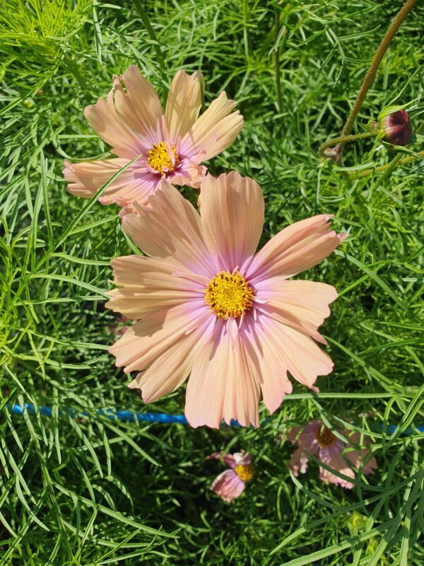 Cosmos - Apricotta