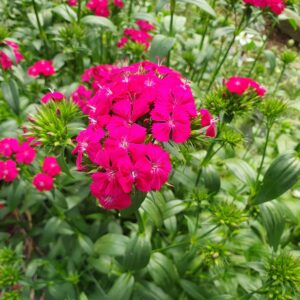 Dianthus Amazon Cherry