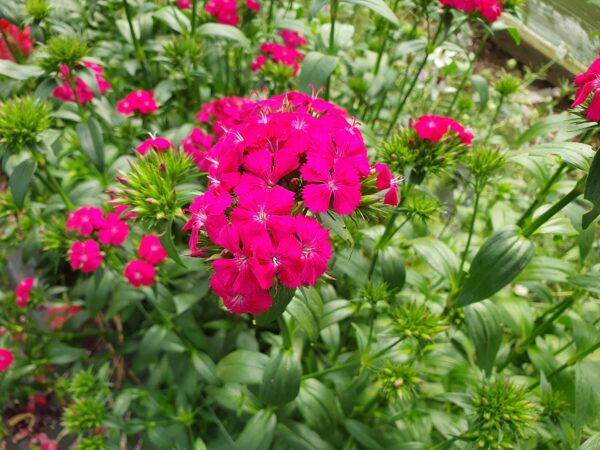 Dianthus Amazon Cherry