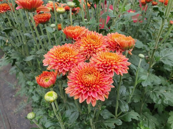 Blenda Salmon - Spray Chrysanthemum