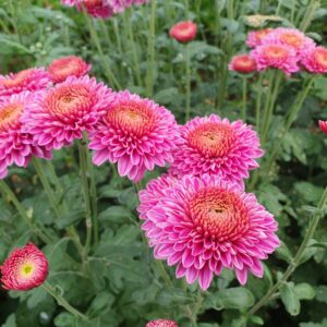 Blenda Purple - Spray Chrysanthemum