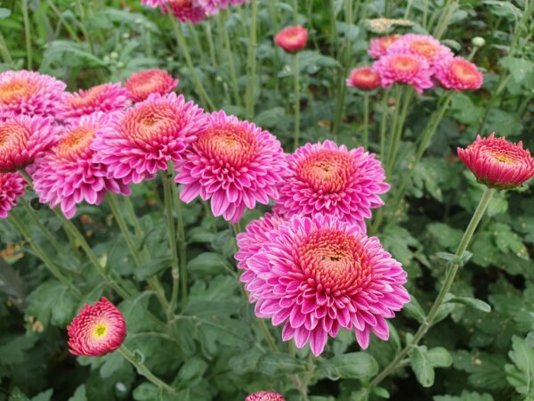 Blenda Purple - Spray Chrysanthemum