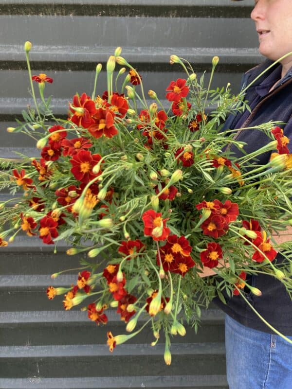 Tagetes 'Burning Embers' - Image 2