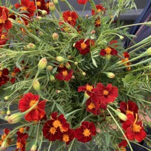 Tagetes 'Burning Embers'