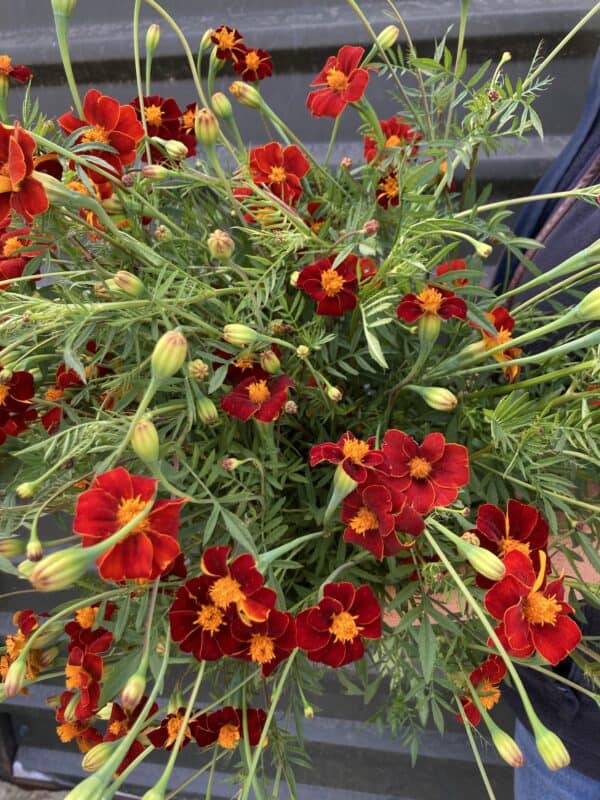 Tagetes 'Burning Embers'