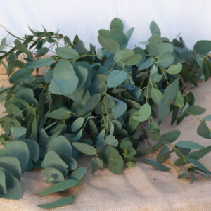 Eucalyptus