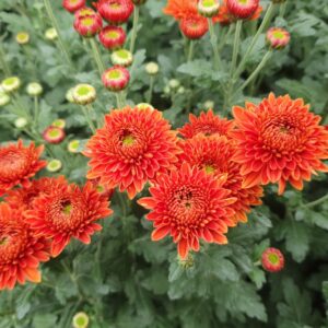 Blenda Bronze - Spray Chrysanthemum