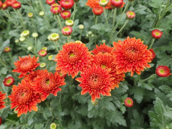 Blenda Bronze - Spray Chrysanthemum