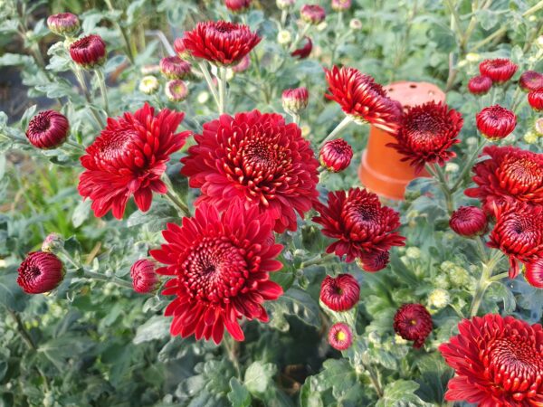 Payton Red - Spray Chrysanthemum - Image 2