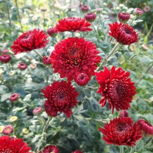 Payton Red - Spray Chrysanthemum