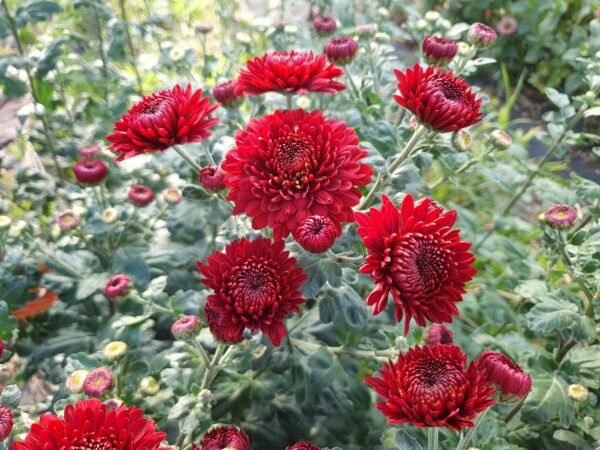 Payton Red - Spray Chrysanthemum