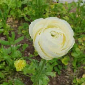 Ranunculus White & Cream - Posy Gradr