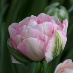 Double Tulip - Finola