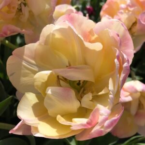 Double Tulip - Creme Upstar