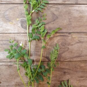 Chickpea