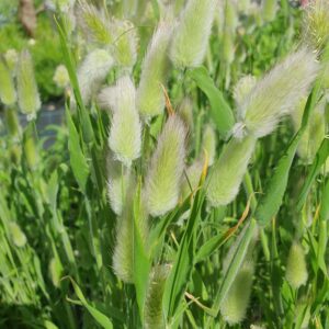 Lagurus ovatus -Bunny Tails bunch