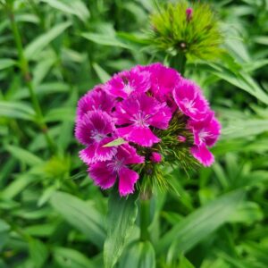 Dianthus Barcelona Purple
