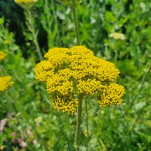 Achillea- Cloth of Gold