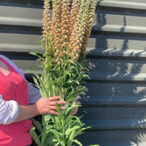 Foxglove 'Milk Chocolate' per stem