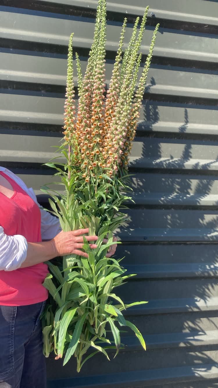 Foxglove 'Milk Chocolate' per stem